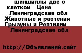 шиншиллы две с клеткой › Цена ­ 2 500 - Ленинградская обл. Животные и растения » Грызуны и Рептилии   . Ленинградская обл.